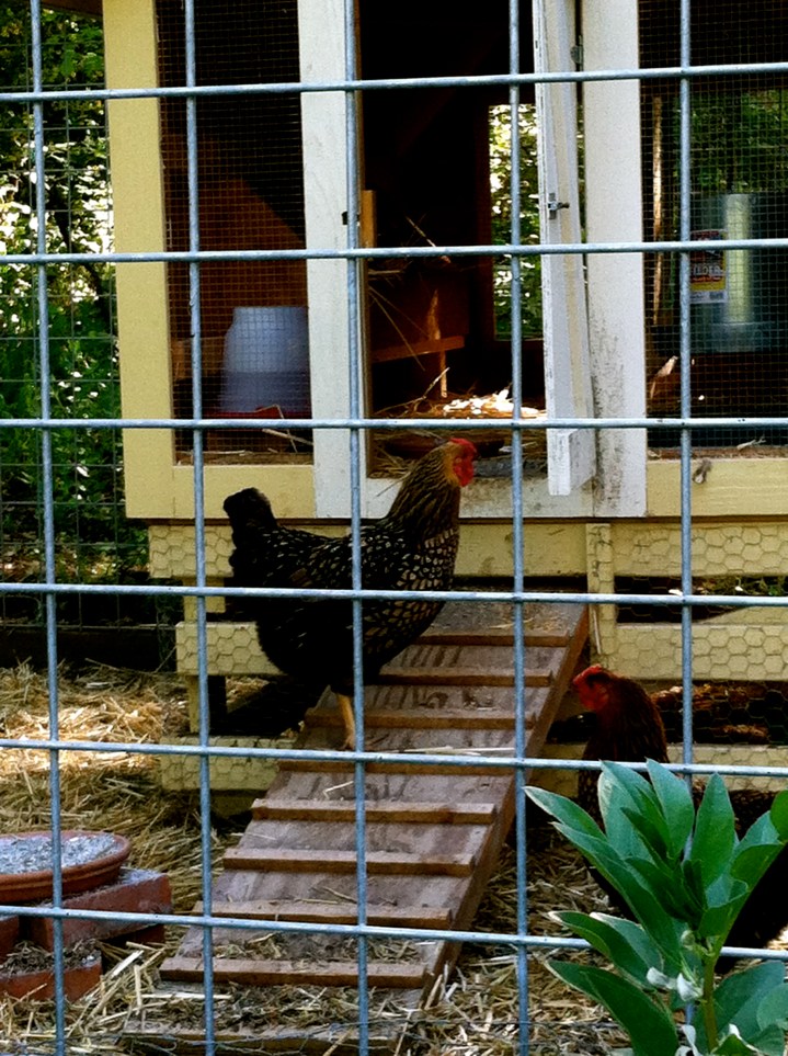 We hope these chickens are for eggs and overall setting, rather than a poulet diner