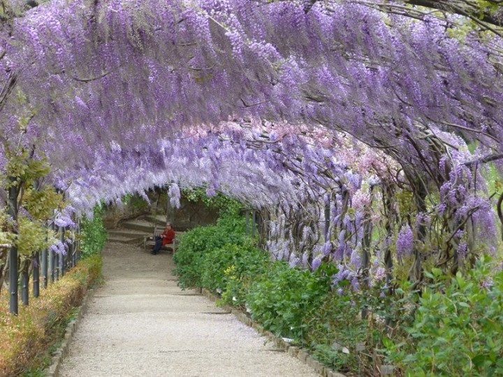 Wisteria lane in the Bardini Gardens from unseentuscany.com