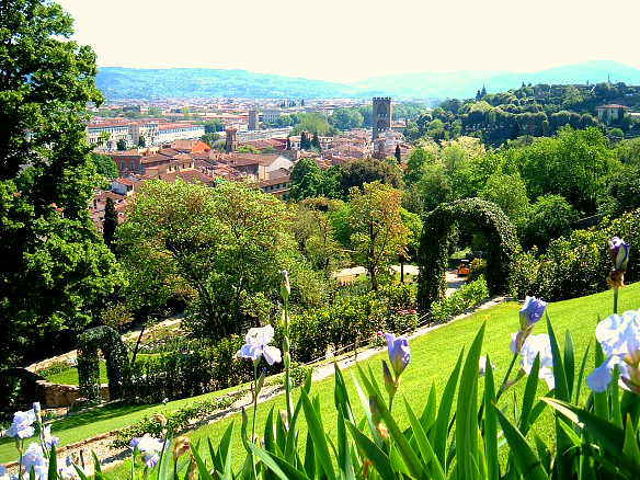 Iris blossoms on the slopes of the Bardini gardens.