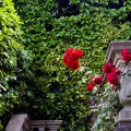 villa carlotta red&nbsp;roses-1