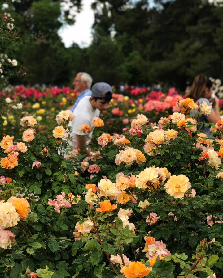Rose Garden, Annalee Archie