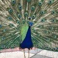 Peacocks, Annalee Archie