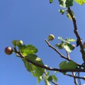 Fig trees at Masseria&nbsp;Potenti